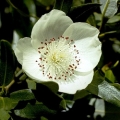 Eucryphia