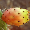 Prickly Pear