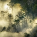 Siberian pine