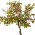 Apple tree