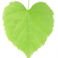 Birch Leaf