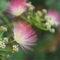 Silk Tree blossom