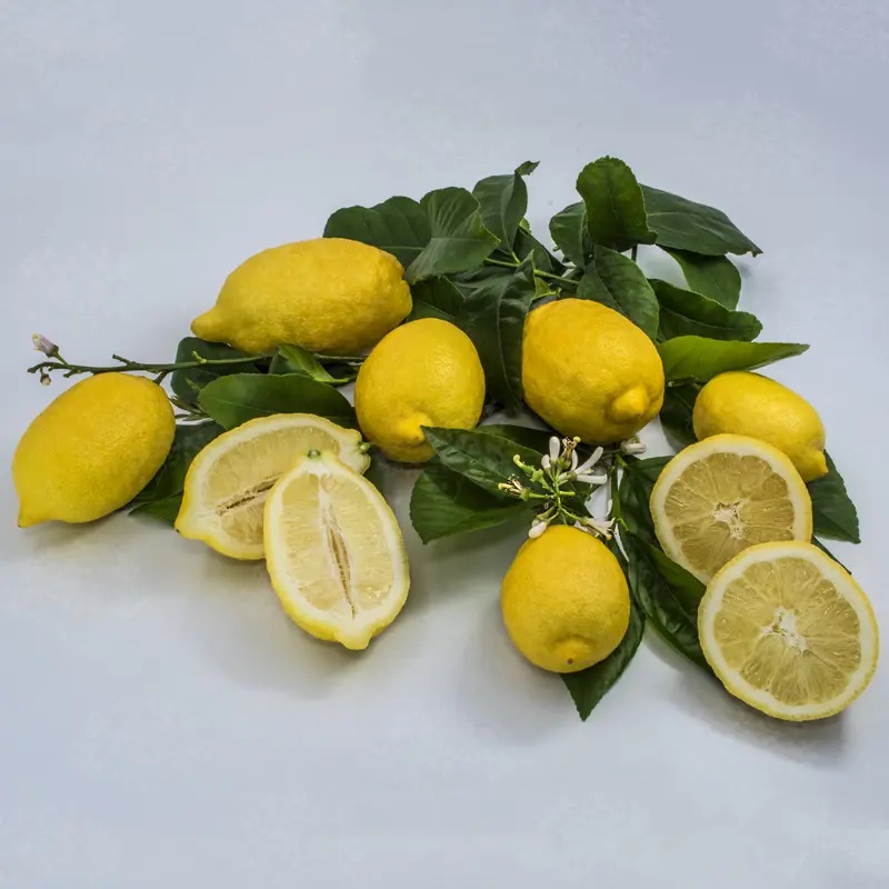 Amalfi lemon